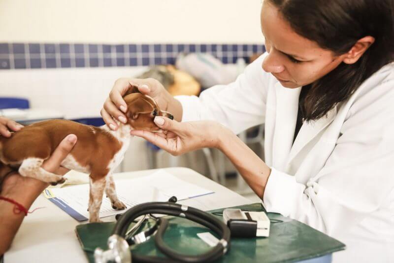 Medicina Veterinaria Pravaler 800x533 Medicina veterinária: como se tornar um veterinário - PRAVALER
