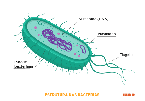 Estrutura Bacterias