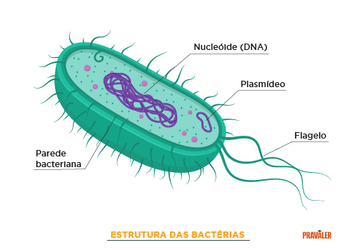 Bactérias: características, tipos, reprodução - Brasil Escola