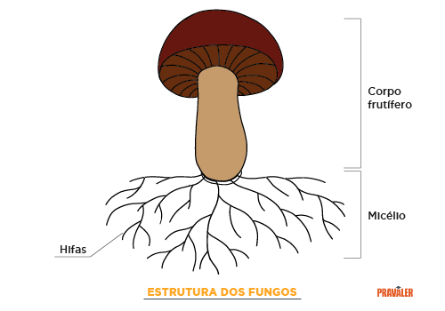 Estrutura Fungos