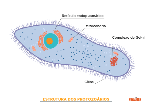 Vírus, bactérias, fungos e protozoários: entenda as diferenças ...
