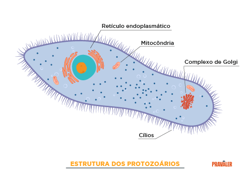 Estrutura Protozoarios