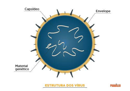 Estrutura Virus