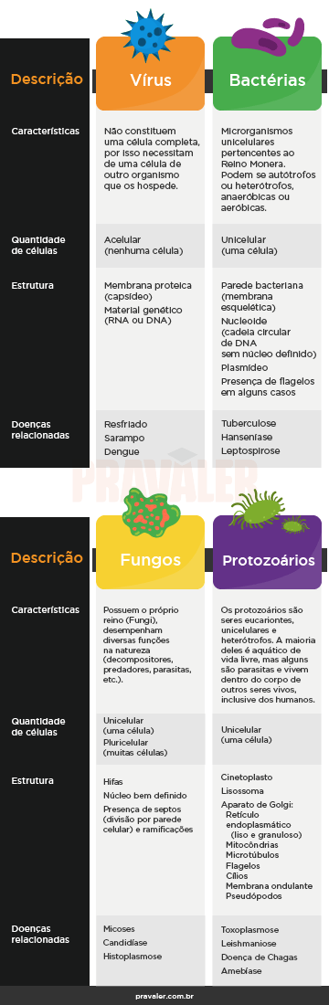 Virus Bacterias Fungos E Protozoarios Entenda As Diferencas