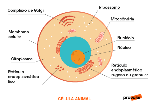 O que é célula animal