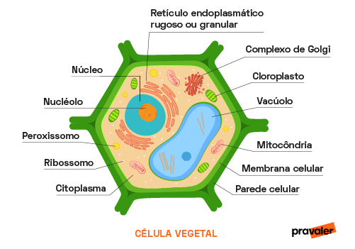o que é célula vegetal