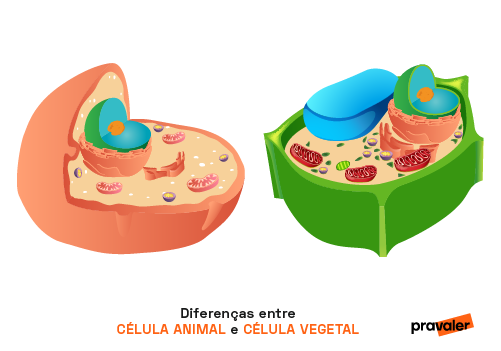 diferenças entre célular animal e vegetal