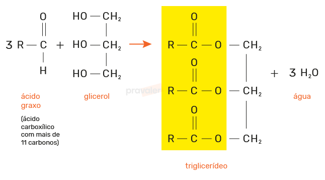 formação de um triglicerídeo