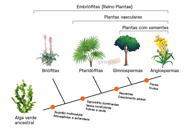 biologia-botanica