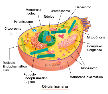 biologia-celular