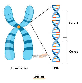 biologia-genetica
