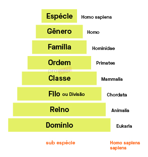 taxonomia