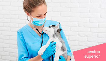 Descubra quais são as melhores faculdades de Medicina Veterinária do Brasil Descubra quais são as melhores faculdades de Medicina Veterinária do Brasil