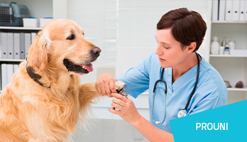 Prouni Medicina Veterinária: qual a nota de corte e como se inscrever? Prouni Medicina Veterinária: qual a nota de corte e como se inscrever?