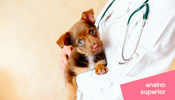 Curso de Medicina Veterinária: saiba como se tornar veterinário Curso de Medicina Veterinária: saiba como se tornar veterinário