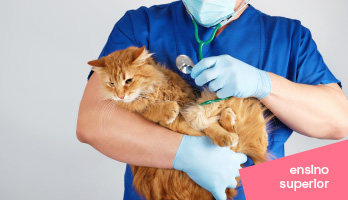 Zootecnia e Medicina Veterinária: como escolher o melhor curso? Zootecnia e Medicina Veterinária: como escolher o melhor curso?
