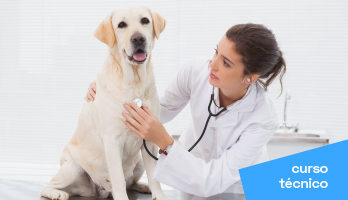 Curso técnico em Medicina Veterinária – saiba tudo sobre a profissão Curso técnico em Medicina Veterinária – saiba tudo sobre a profissão