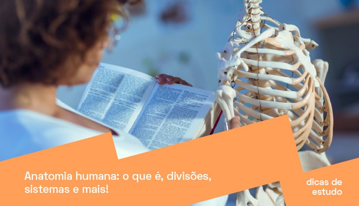 Anatomia humana: o que é, divisões, sistemas e mais! 