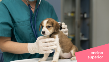 Pós-graduação em Medicina Veterinária: tudo que você precisa saber Pós-graduação em Medicina Veterinária: tudo que você precisa saber