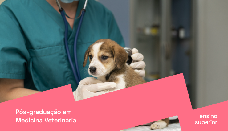 Pós-graduação em Medicina Veterinária: tudo que você precisa saber Pós-graduação em Medicina Veterinária: tudo que você precisa saber