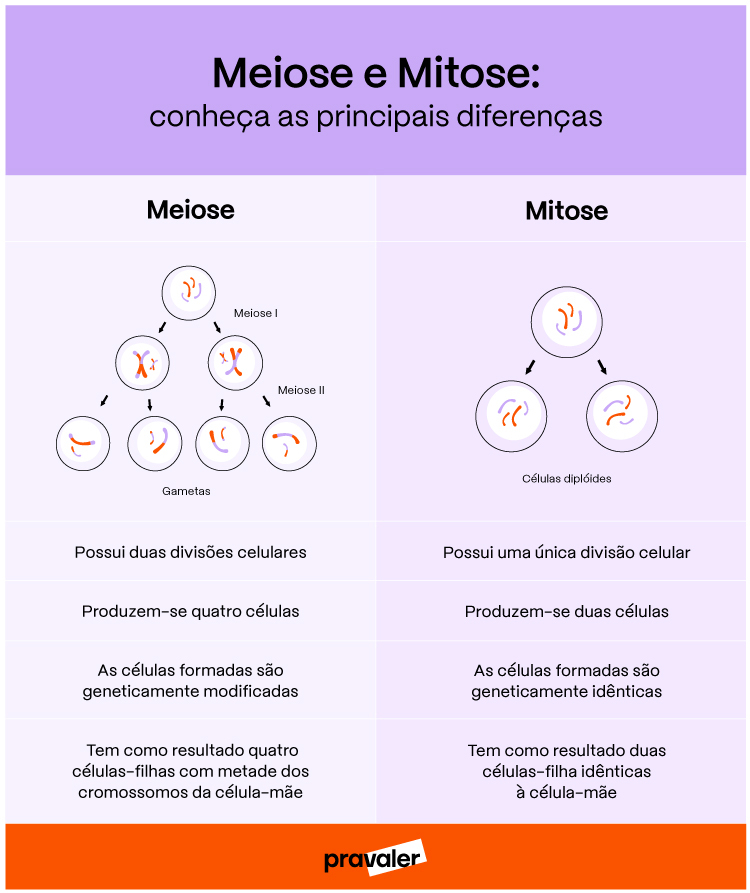 Infográfico Meiose Mitose